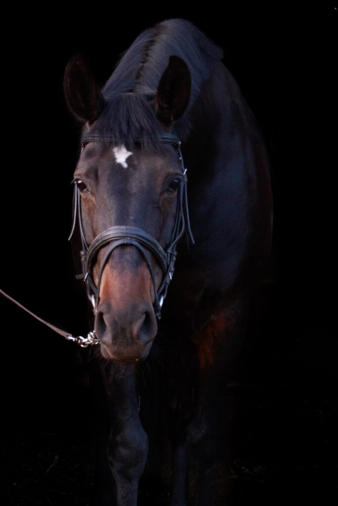 fotografie, black photo, paard, dierenportret